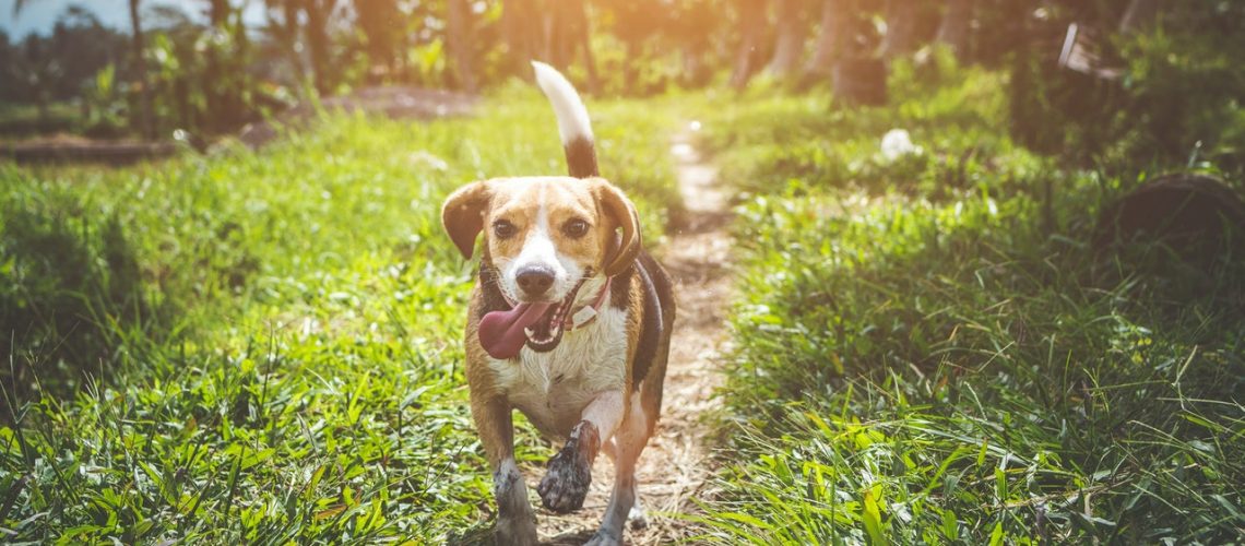 adult-beagle-walking-on-grass-field-1485637