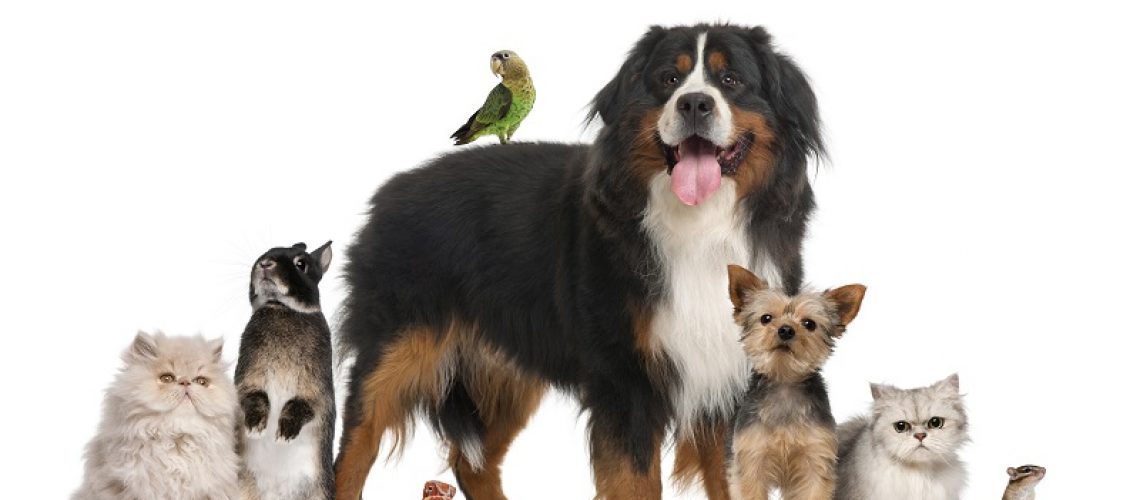 Group of pets : dog, cat, rabbit, bird, reptile, rodent