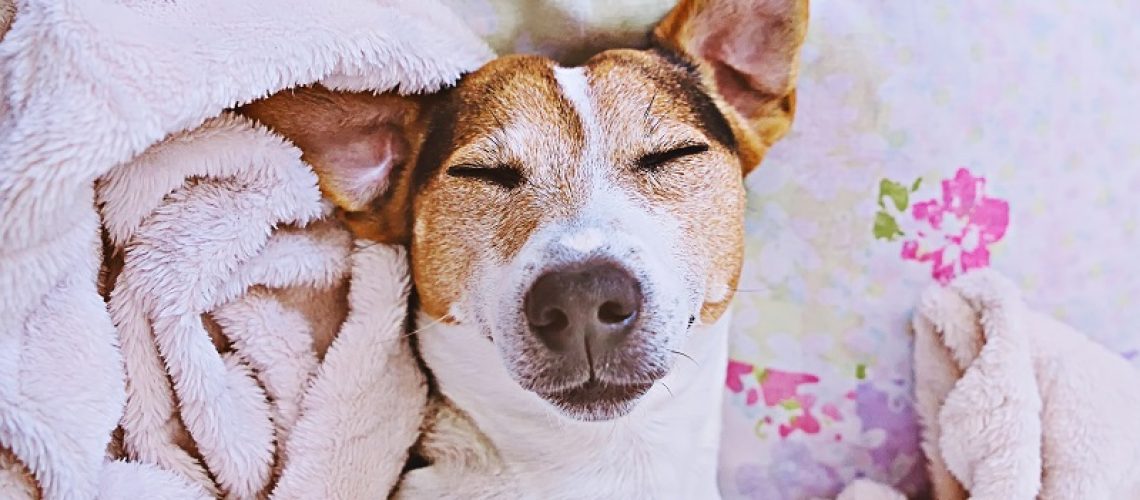 Close up sleepy puppy jack russell terrier dog lies with his head on blanket